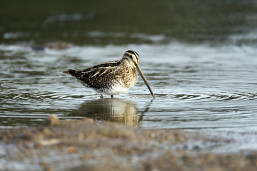 Common snipe, Gallinago gallinago