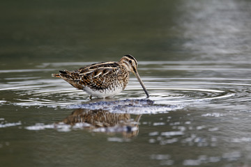 Common snipe, Gallinago gallinago