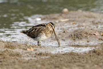 Common snipe, Gallinago gallinago