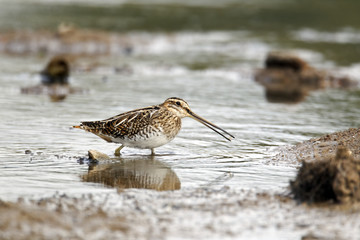 Common snipe, Gallinago gallinago