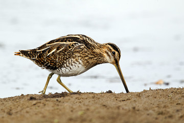 Common snipe, Gallinago gallinago