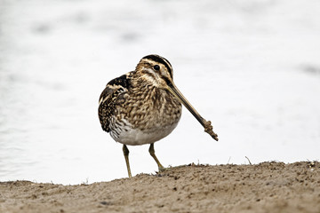 Common snipe, Gallinago gallinago