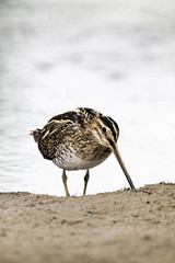Common snipe, Gallinago gallinago
