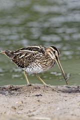 Common snipe, Gallinago gallinago