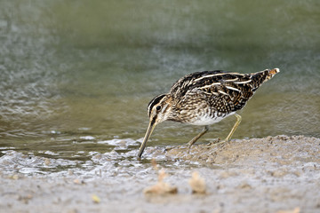 Common snipe, Gallinago gallinago