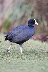 Coot, Fulica atra