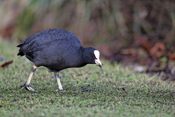Coot, Fulica atra