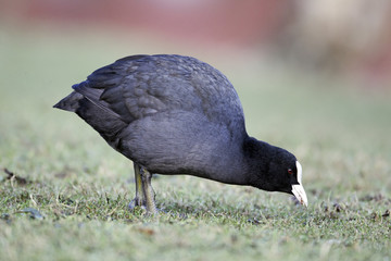 Coot, Fulica atra