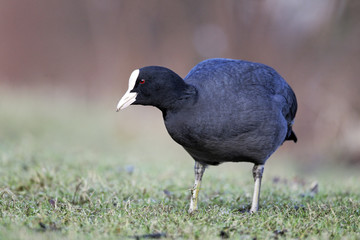 Coot, Fulica atra