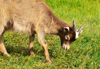 Obraz premium goat eating grass