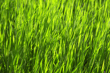 Fototapeta na wymiar Drops of dew on the green grass.