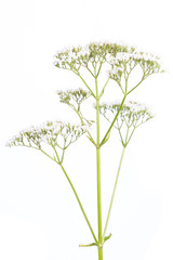 Baldrian (Valeriana officinalis) - Bl&uuml;te auf wei&szlig;em Hintergrun