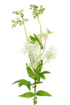 Spierstaude (Filipendula ulmaria) Bl&uuml;te und Bl&auml;tter auf wei&szlig;e