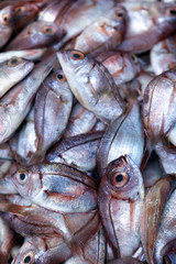 Fototapeta premium Fish for Sale