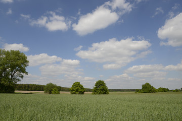 Bäume auf einem Feld