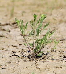 A small bush in a desert