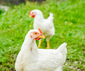 A hen looking at you