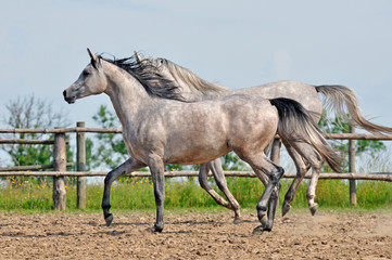 Arabian horse.