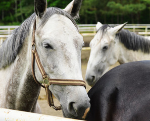 Fototapeta na wymiar Horses near the stable