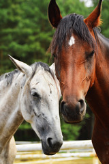 Horses near the stable