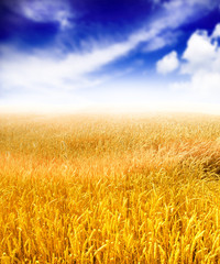 Naklejka premium Wheat field against a blue sky