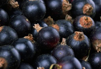 Berry of blackcurrant