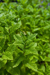 fresh organic mint