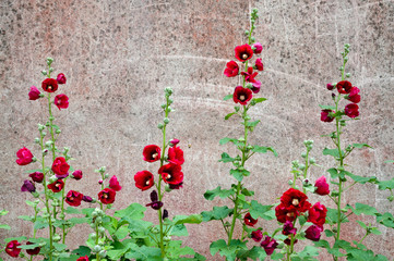 Flowers in the courtyard