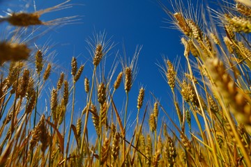 wheat field with blue sky in background