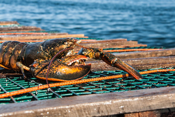 Atlantic Lobster