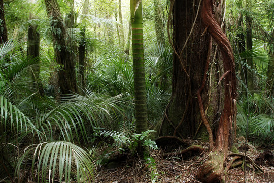 Fototapeta Tropical forest