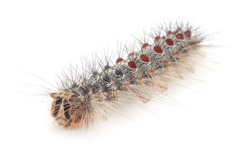 Caterpillar