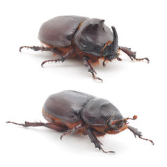 bugs (Oryctes Nasicornis)