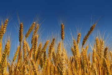 wheat field with blue sky in background