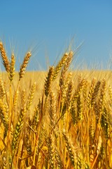 wheat field with blue sky in background