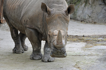 Obraz premium サイのポートレート