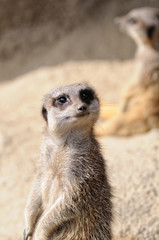 ミーアキャット