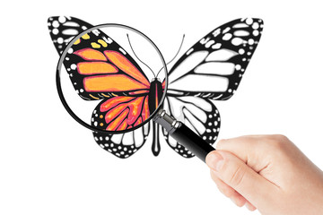 Butterfly and magnifying glass in hand