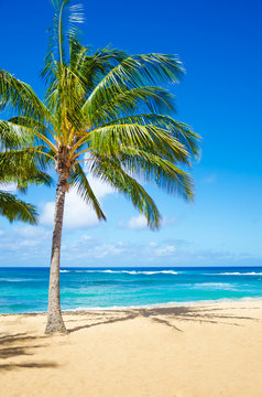 Palm trees on the sandy beach in Hawaii