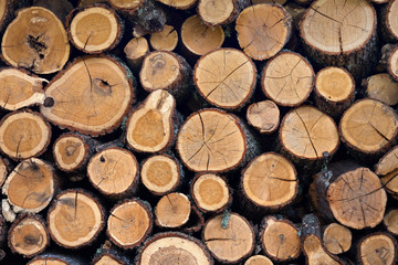 Firewood stacked in the woodpile