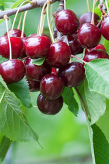 cherries