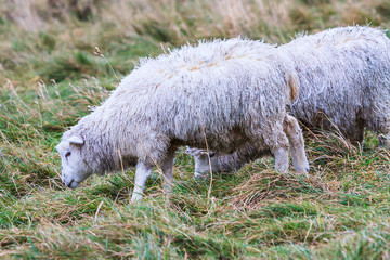 Sheep