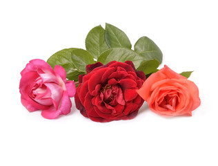 Fototapeta premium Beautiful rose with leaves isolated on white