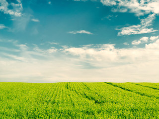 Crop Field