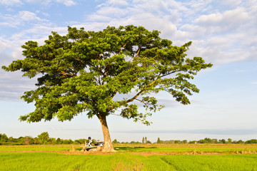 Fototapeta na wymiar Single tree with lush foliage, which is located in rice fields