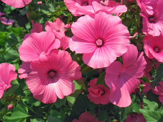 Pink lavatera flowers