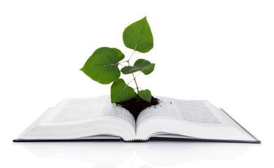 Book with plant isolated on white