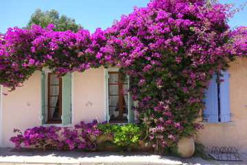 Porquerolles, les bougainvilliers