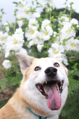 笑顔の犬とホリホック