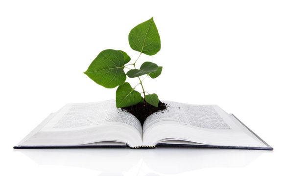 Book With Plant Isolated On White